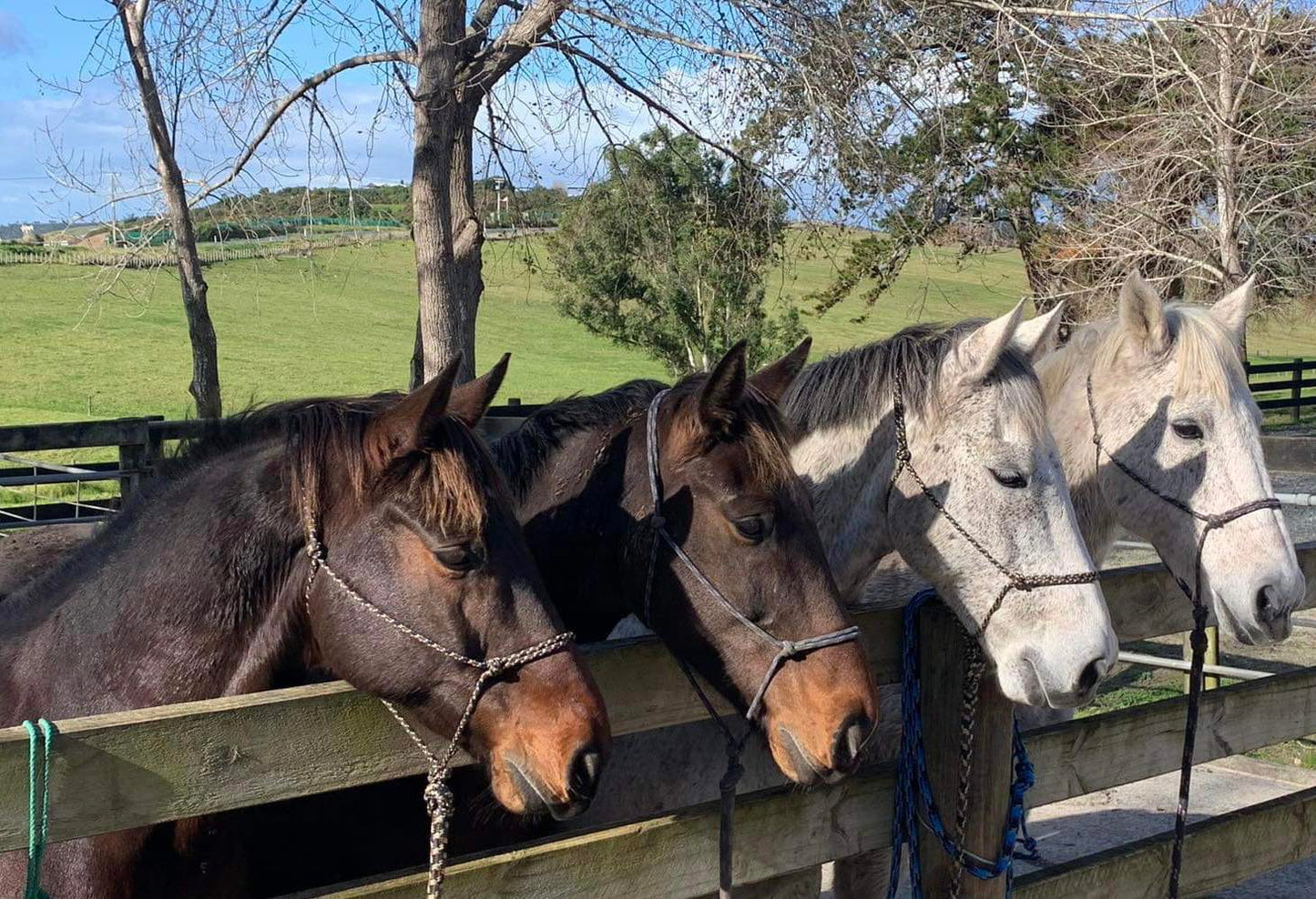Dromgool Horsemanship Halter set