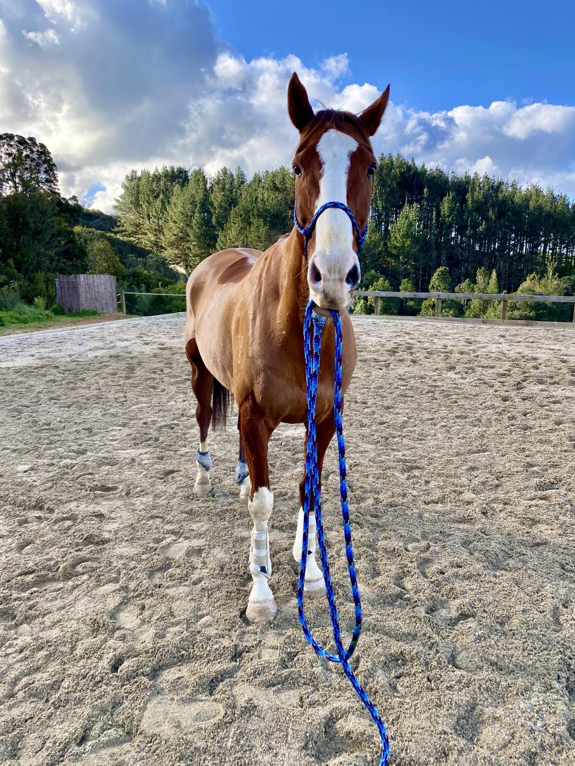 Dromgool Horsemanship Halter set