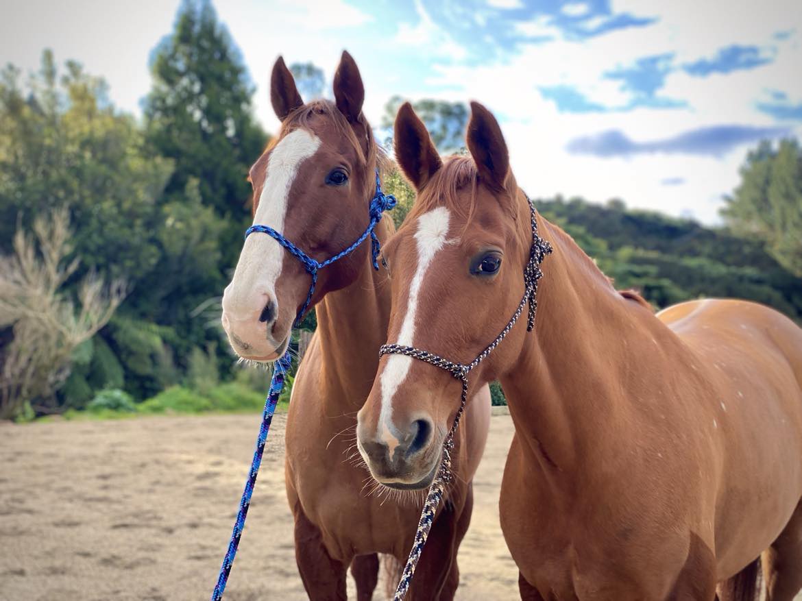 Dromgool Horsemanship Halter set