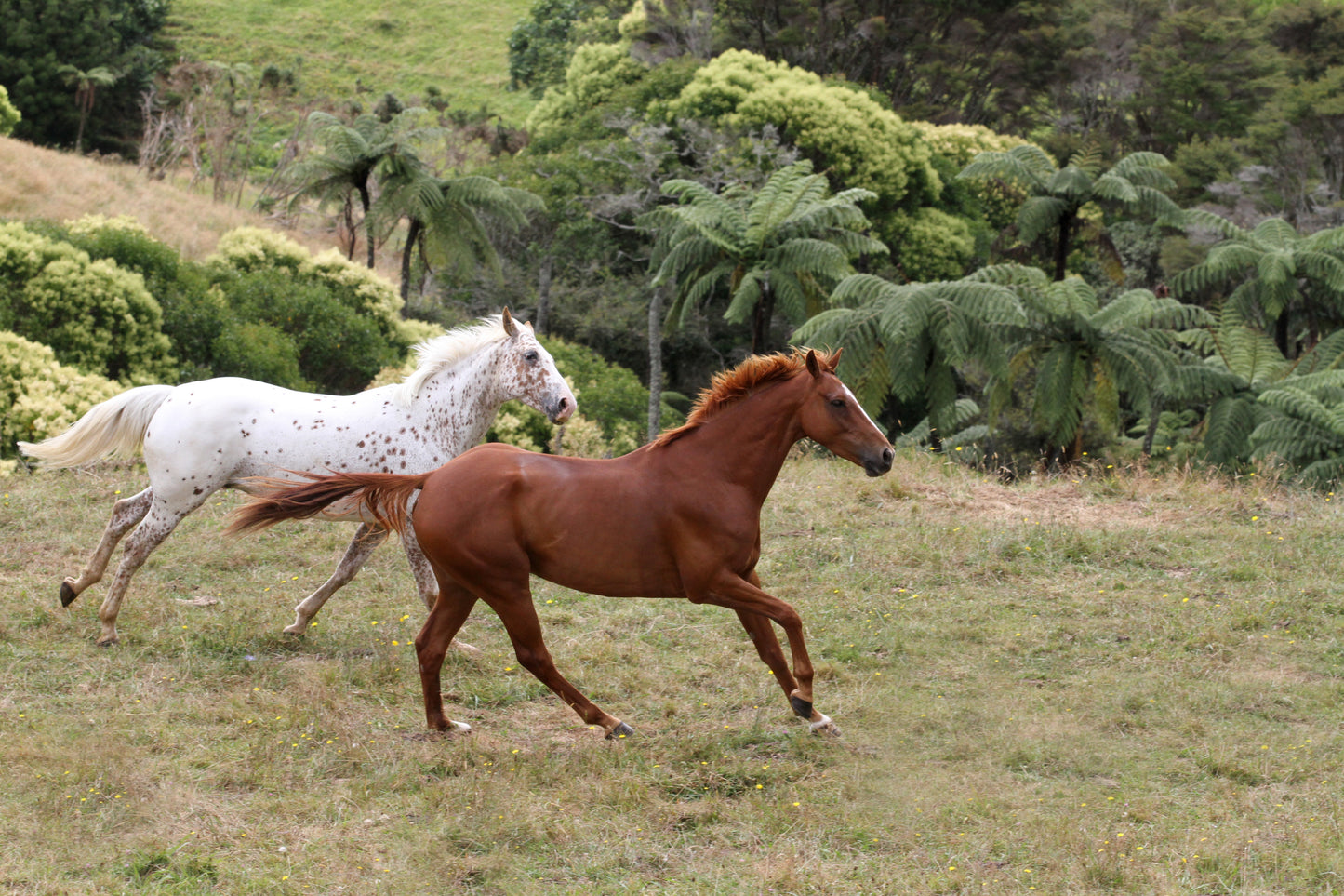 Equine Portrait Photoshoot