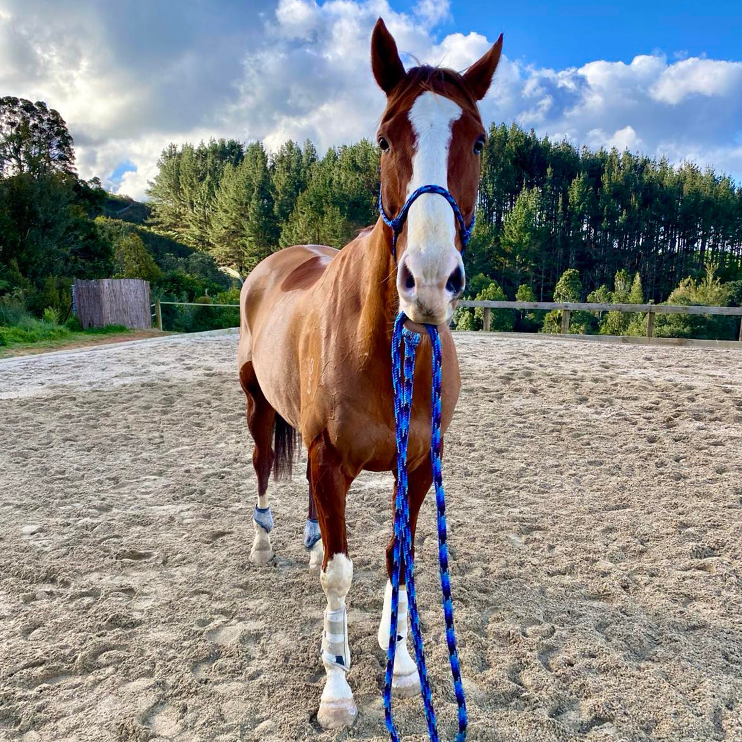 Combo Lesson - Horsemanship & Riding