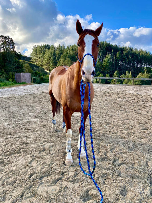 Dromgool Horsemanship Halter set