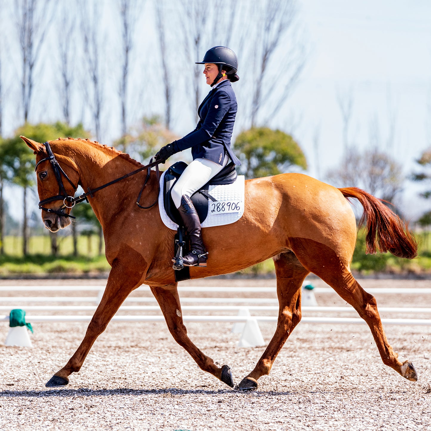 Flatwork Lesson