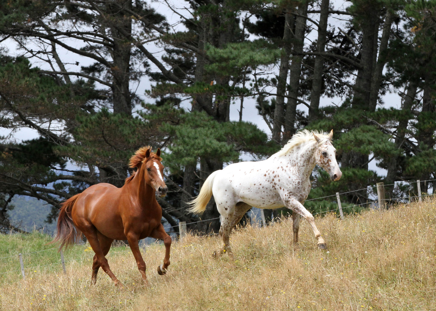Equine Portrait Photoshoot