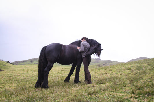 Equine Portrait Photoshoot