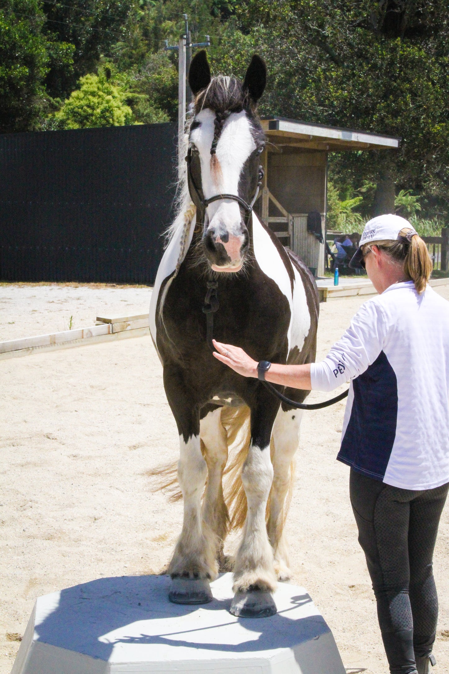 Summer Horsemanship clinic - 25 January